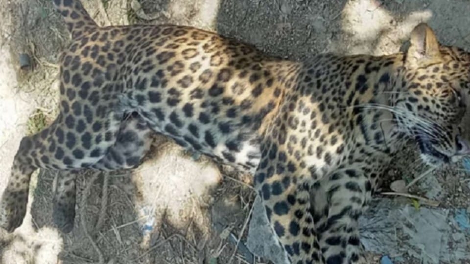 Chhindwara: Dead body of leopard found in well, forest department took out post-mortem, after investigation, cause of death will be known