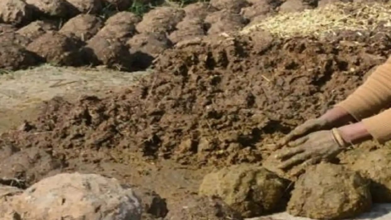 Cow dung manure purchase: List of 1100 cattle herders from four districts ready, layoff will be done after sur