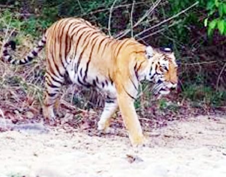 How many tigers in Dudhwa, will be known after July 29