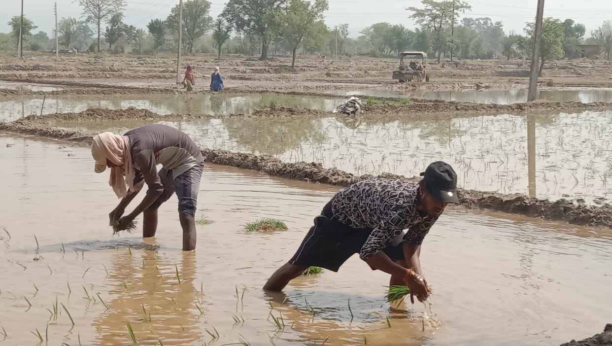 Paddy transplantation work started in the district