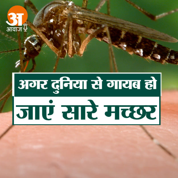 What if all the mosquitoes disappear from the world