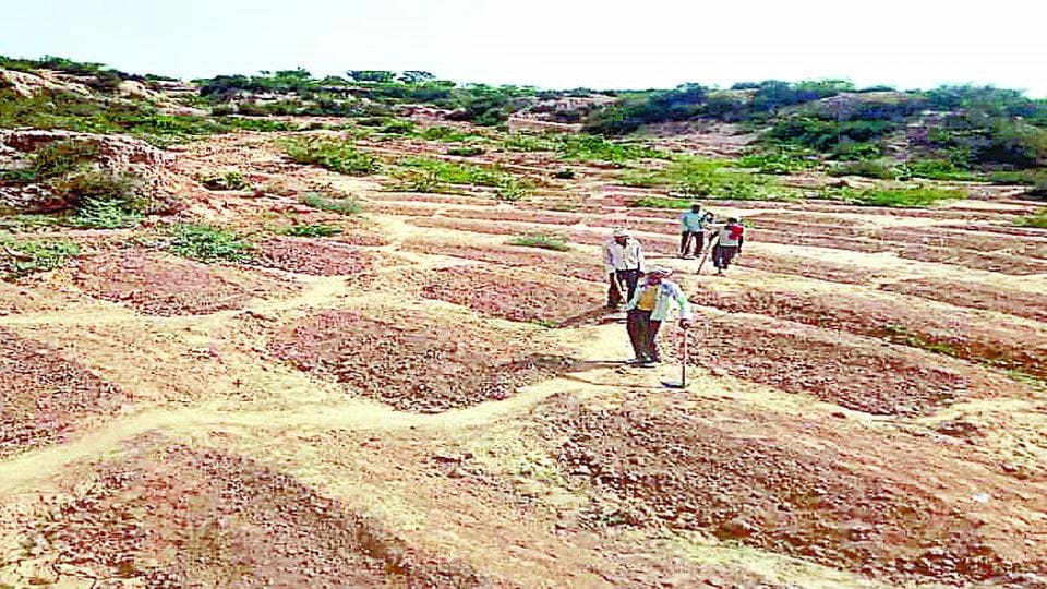 Women will plant 11 thousand saplings under the plantation campaign in Agra