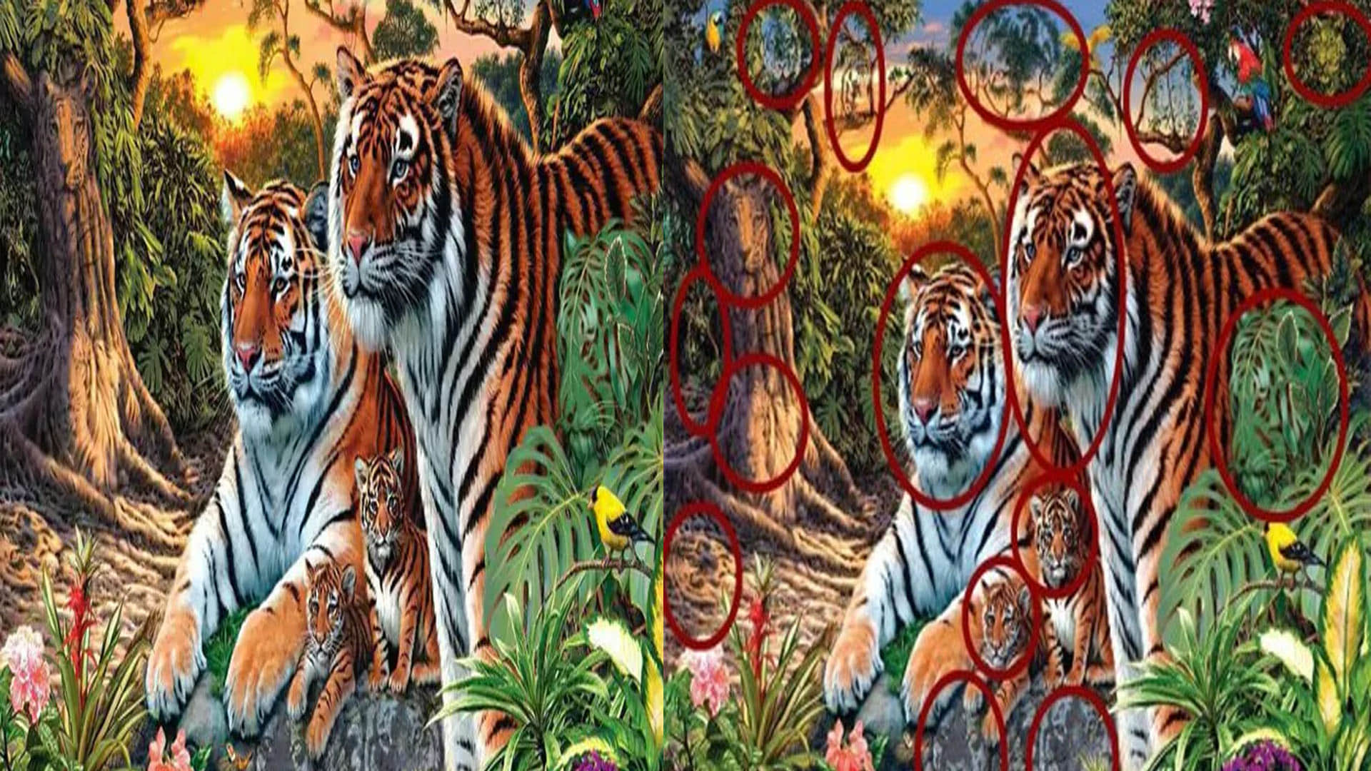 optical illusion 16 tigers are hidden in this photo did you see