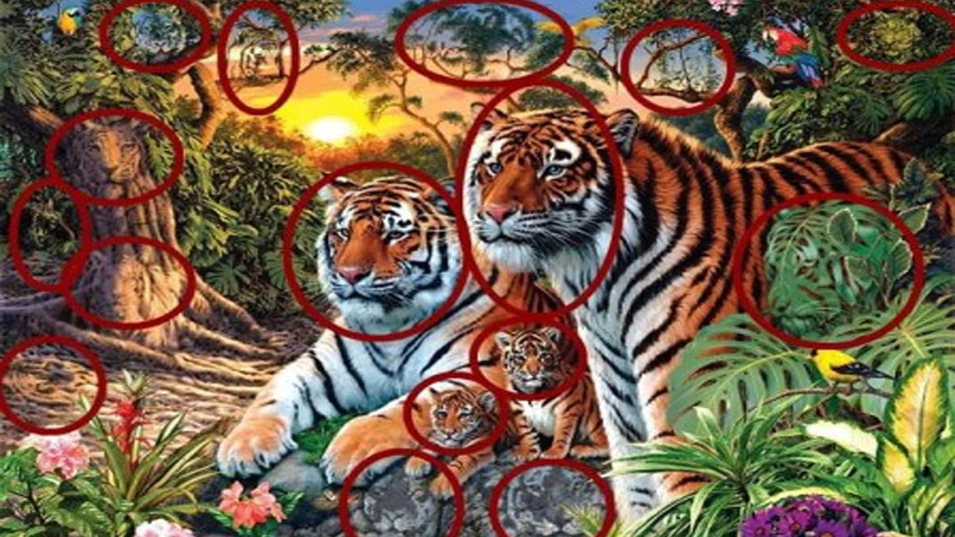 optical illusion 16 tigers are hidden in this photo did you see
