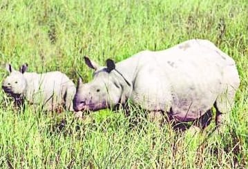 Rhinos of West Bengal will improve the breed of rhinos of Dudhwa