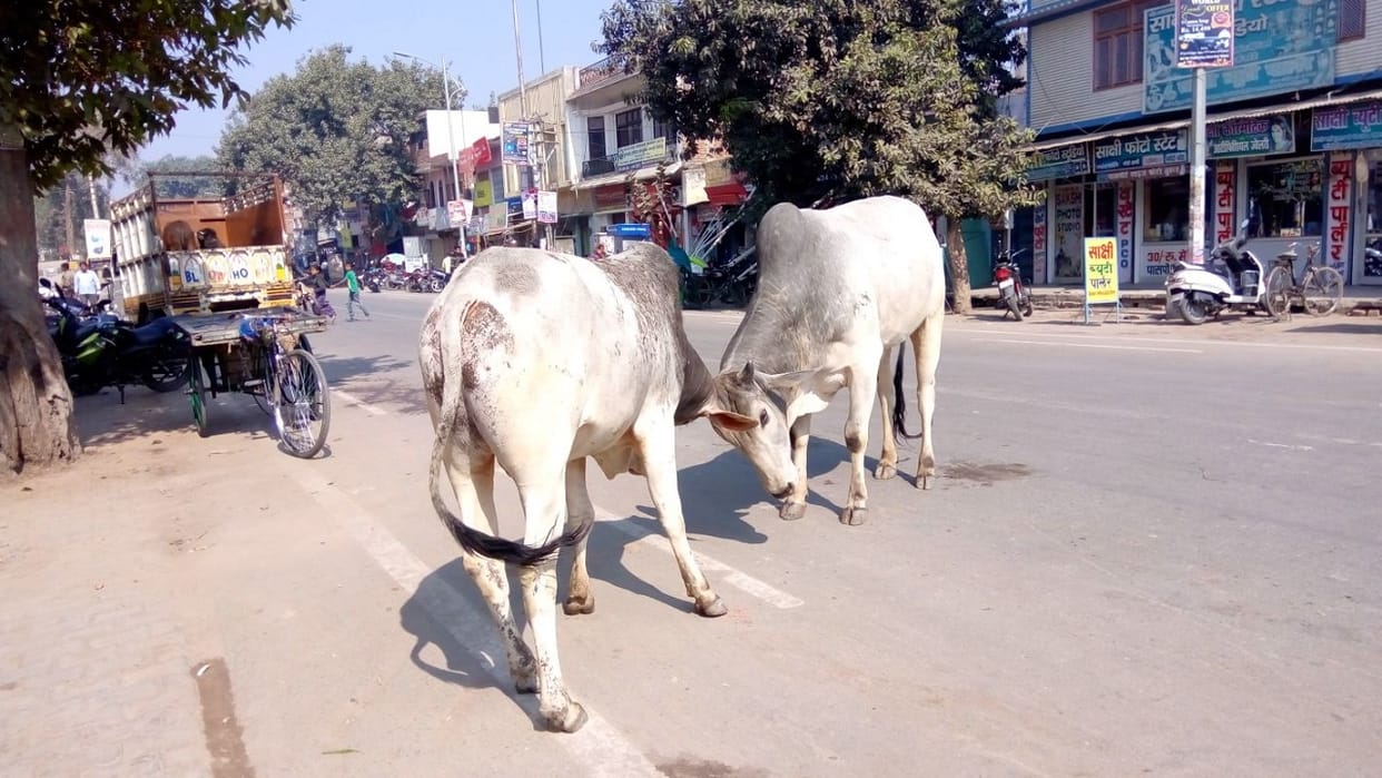Bank worker dies due to bull collision in Shahjahanpur