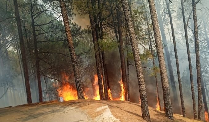 fire in forest