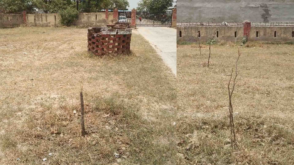 Lakhs of plants wereted due to the negligence of the department