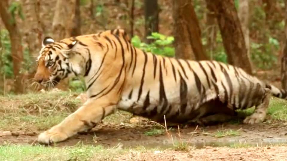 Pench Tiger Reserve: A tigress was seen sitting near the pond, tourists took pictures