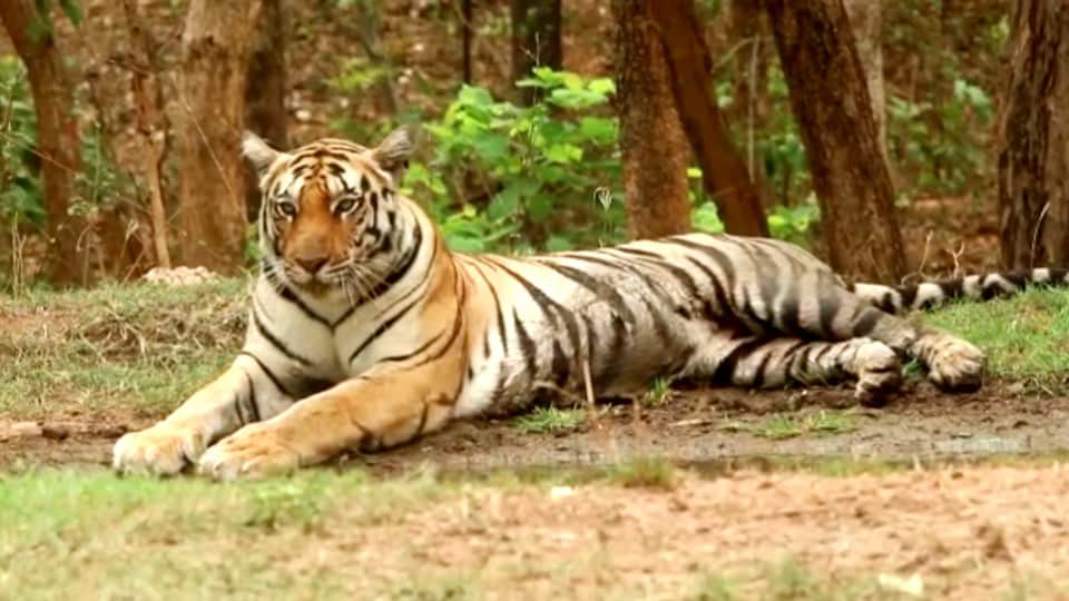 Pench Tiger Reserve: A tigress was seen sitting near the pond, tourists took pictures