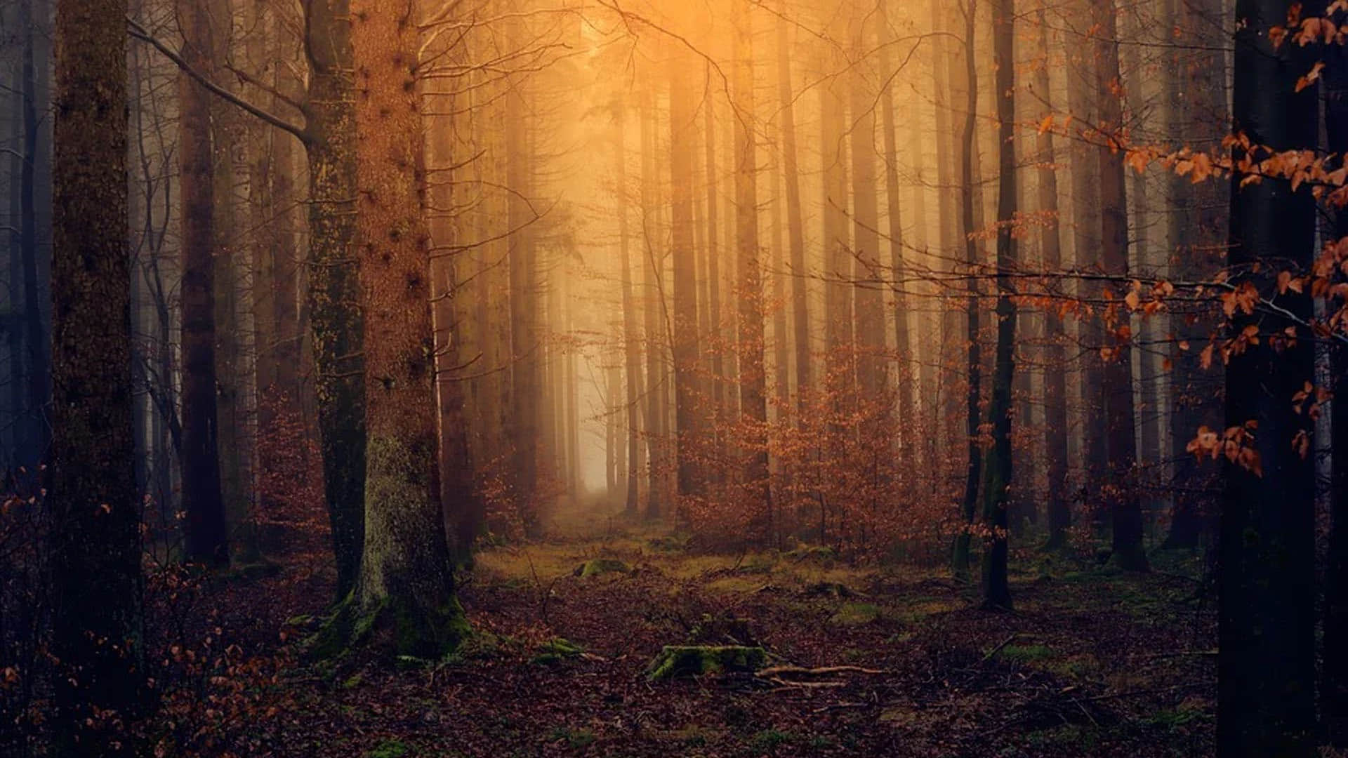 optical illusion 16 hidden animal in one photo but maximum people only able to see fox