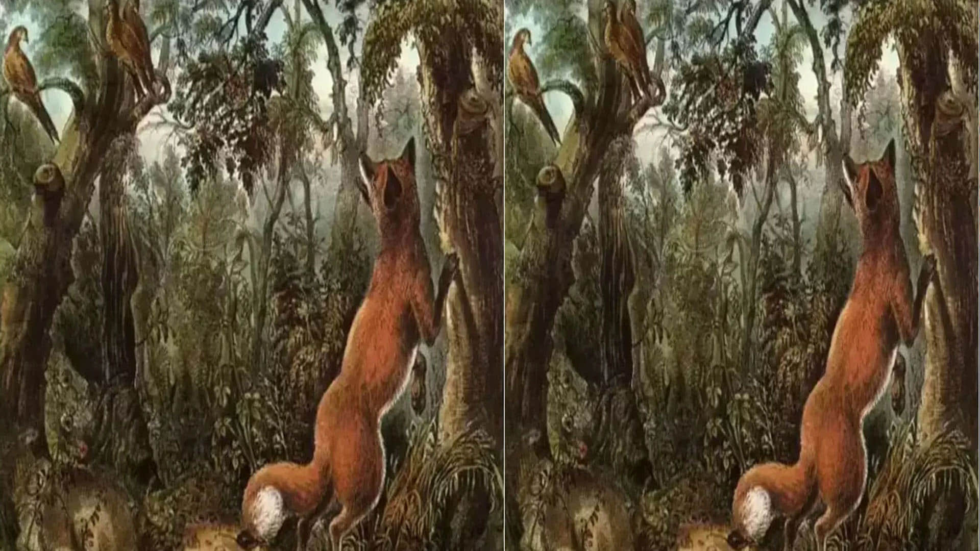 optical illusion 16 hidden animal in one photo but maximum people only able to see fox
