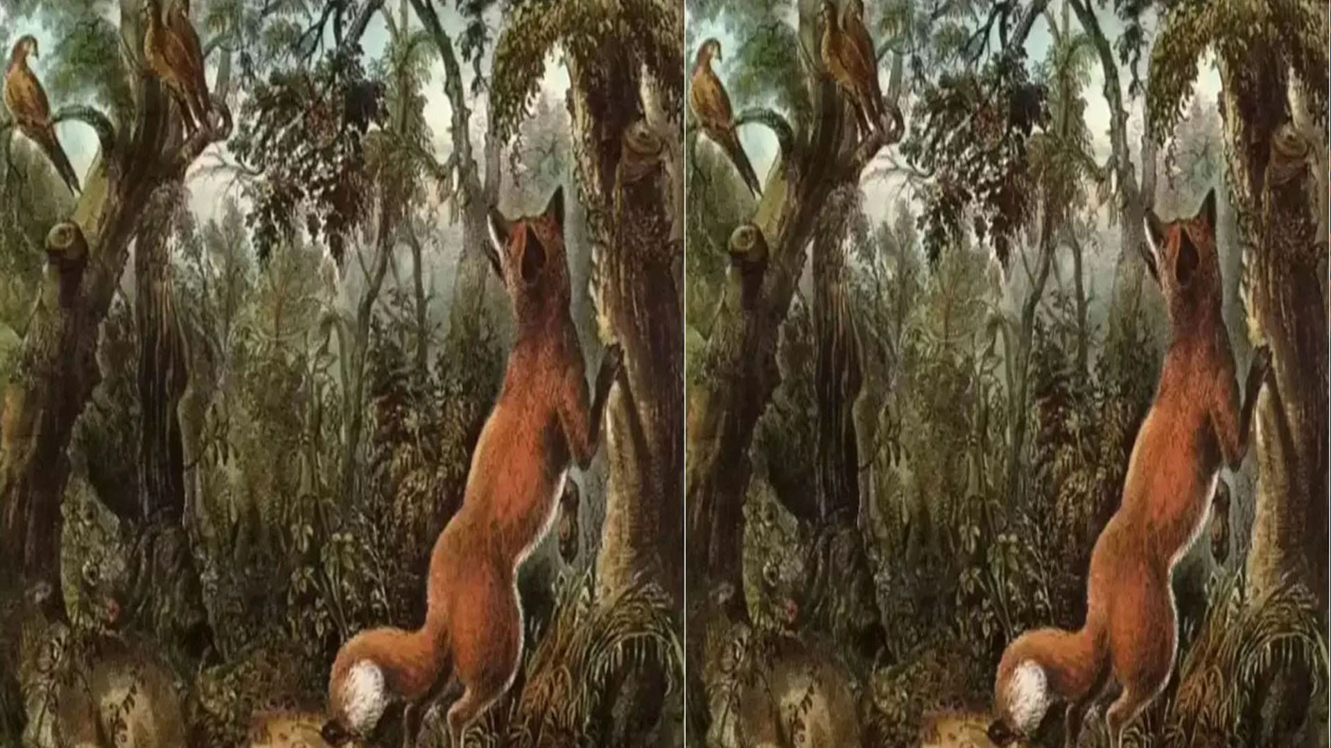 optical illusion 16 hidden animal in one photo but maximum people only able to see fox
