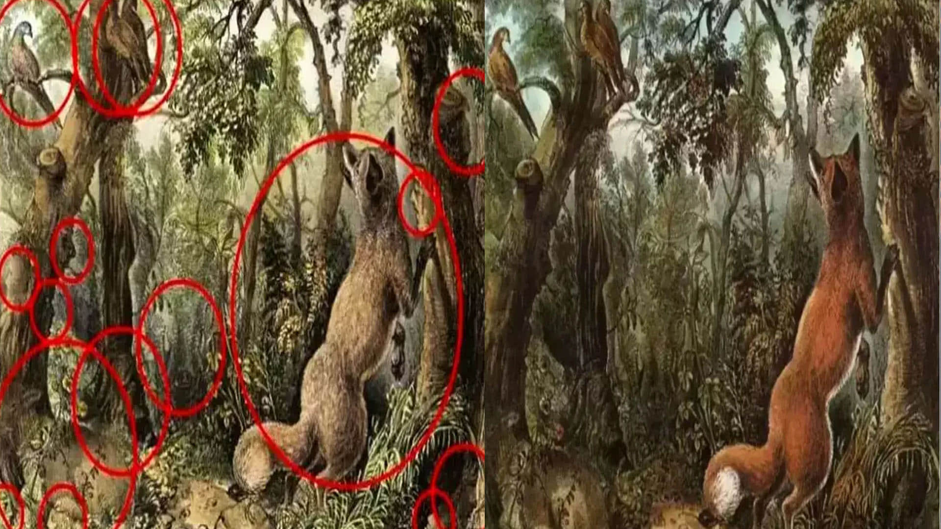optical illusion 16 hidden animal in one photo but maximum people only able to see fox