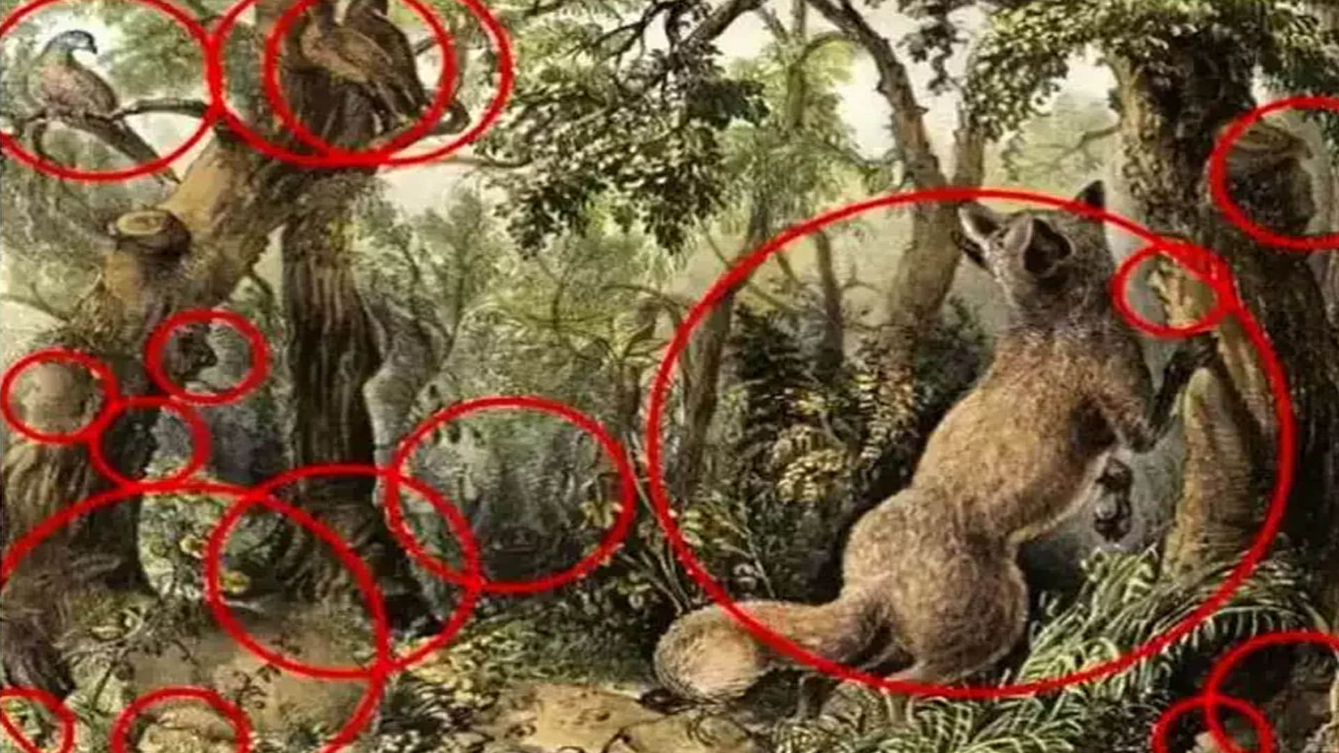 optical illusion 16 hidden animal in one photo but maximum people only able to see fox