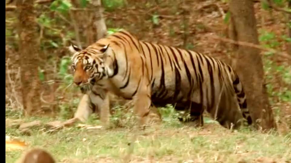Pench Tiger Reserve: A tigress was seen sitting near the pond, tourists took pictures