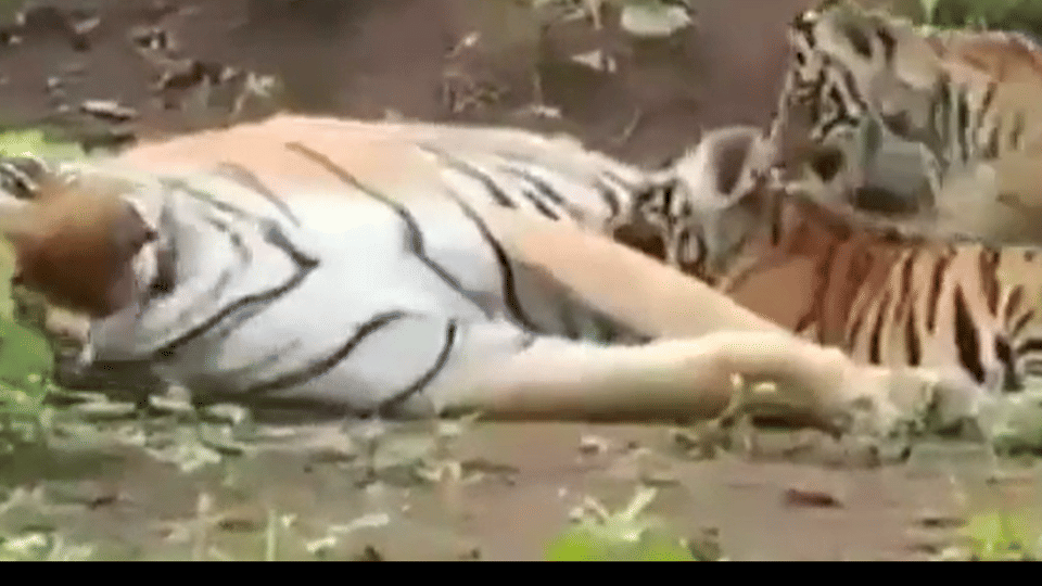 Panna Tiger Reserve: P141 gives birth to two cubs in tiger park