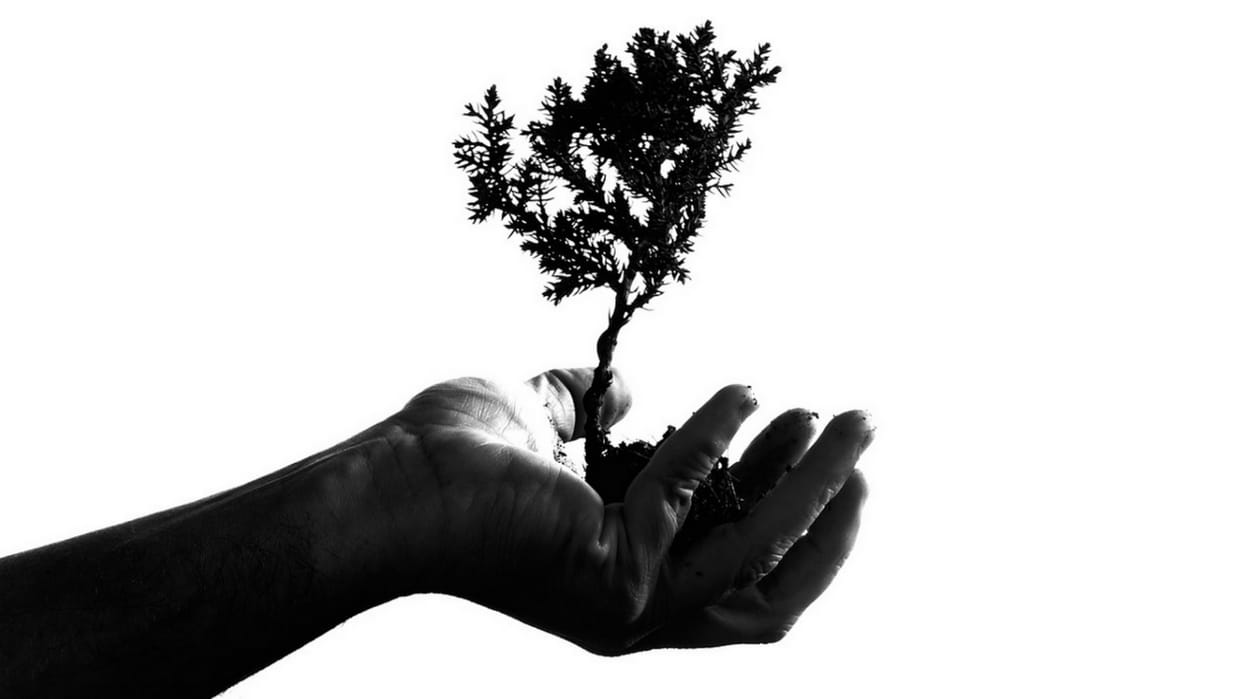 UP government will plant 35 crore plants in Uttar Pradesh in monsoon season.
