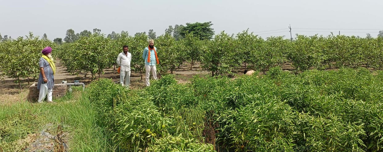 Apple grown after guava, papaya, named Khutarbi