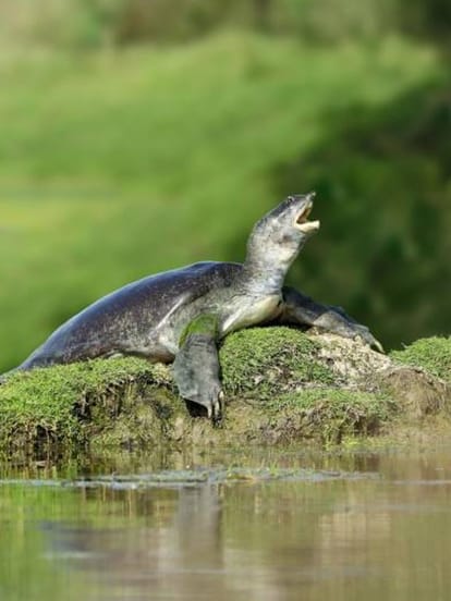 turtle
