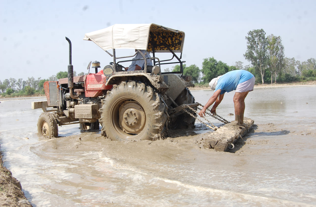 Paddy transplantation will start from tomorrow, emphasis on 1509 varieties