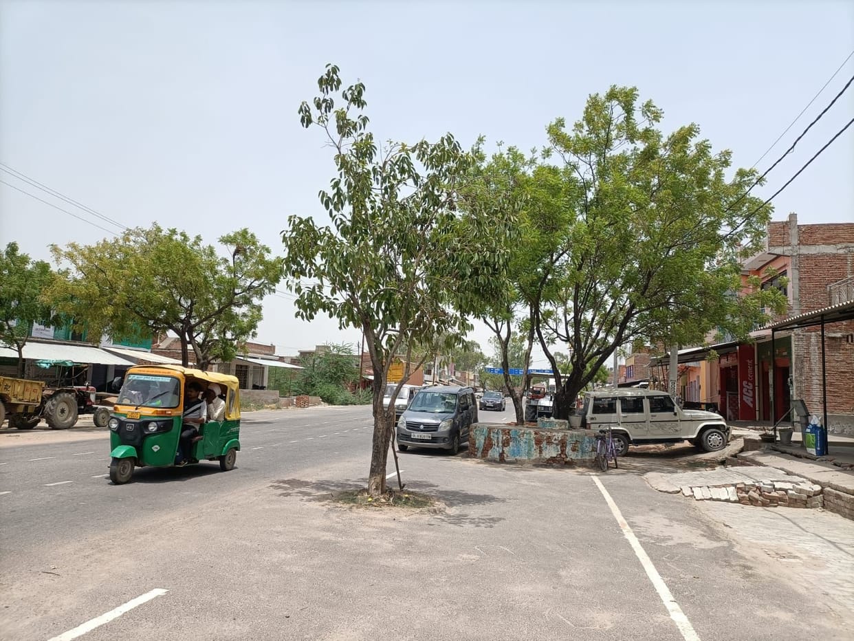Trees standing in the middle of the road are also becoming the reason for the accident