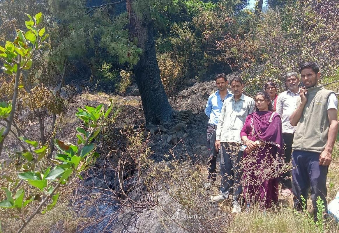 Apple orchard burnt by forest fire