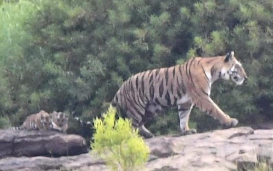 Tigress gave birth to two cubs in the park