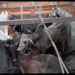 कंटेनर में ठूस-ठूसकर भरे गोवंश