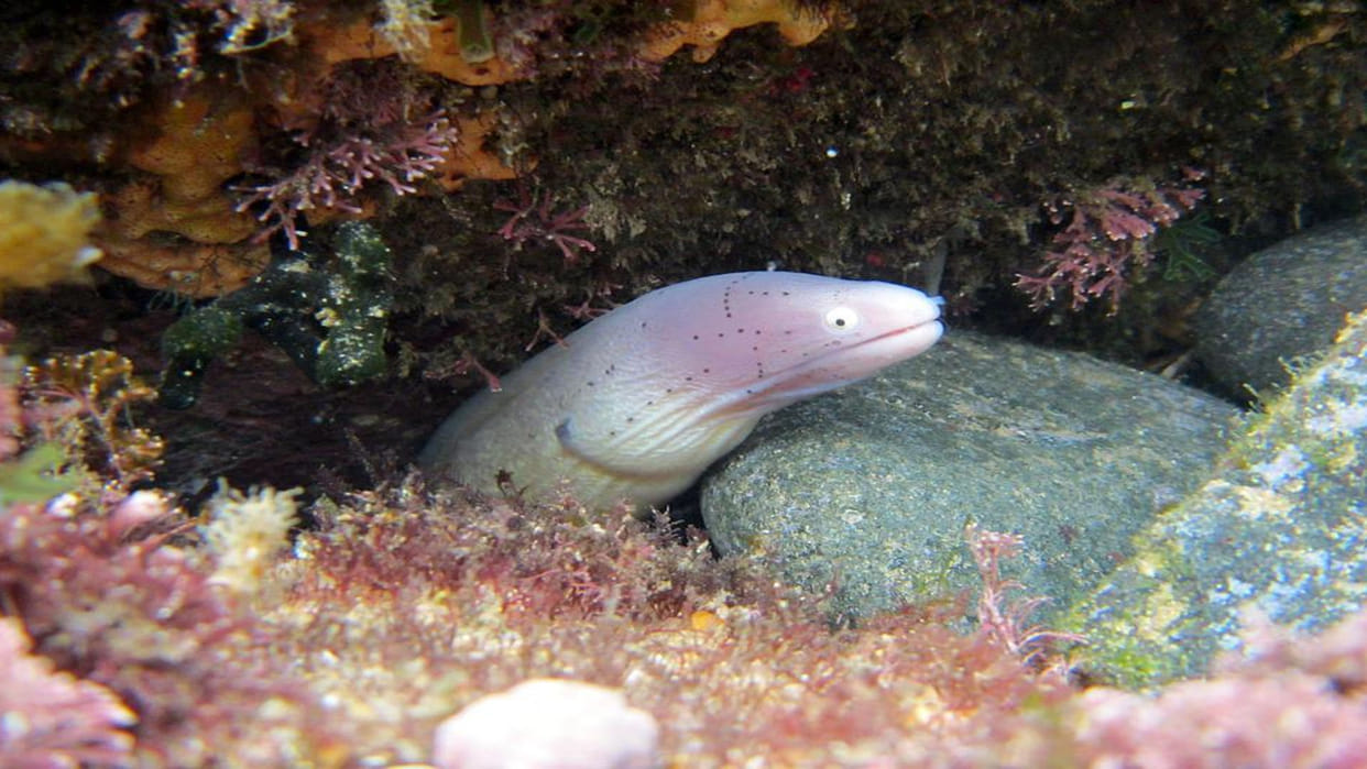 Ancient toothless eel is your earliest known ancestor