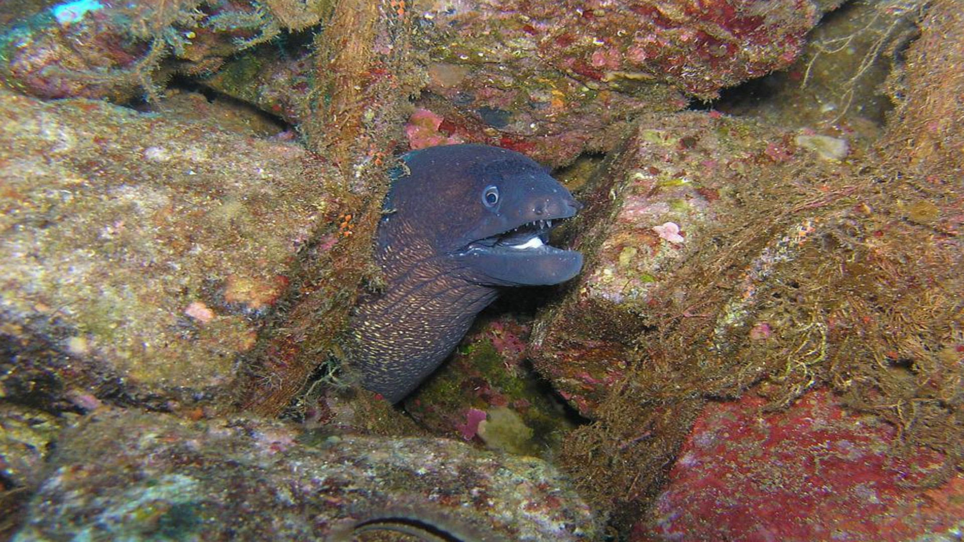 Ancient toothless eel is your earliest known ancestor
