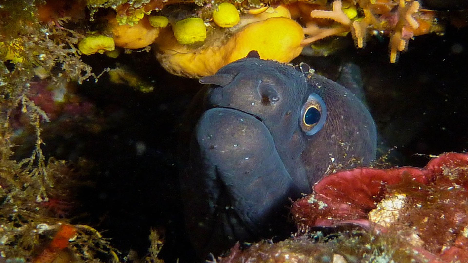 Ancient toothless eel is your earliest known ancestor