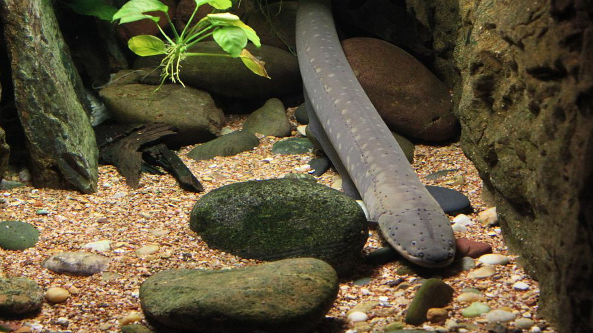 Ancient toothless eel is your earliest known ancestor