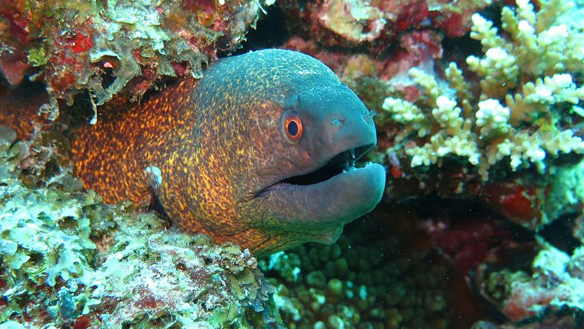 Ancient toothless eel is your earliest known ancestor
