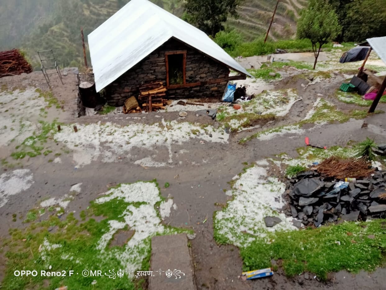 Heavy hailstorm in Khalaihal of Chauhar Ghati, cash crops destroyed