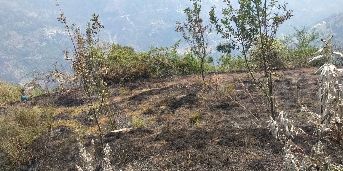 Fire in apple orchard, 80 trees burnt