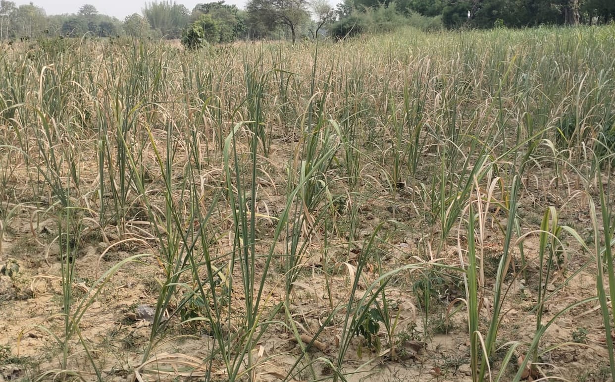 rain,water,crop,dry