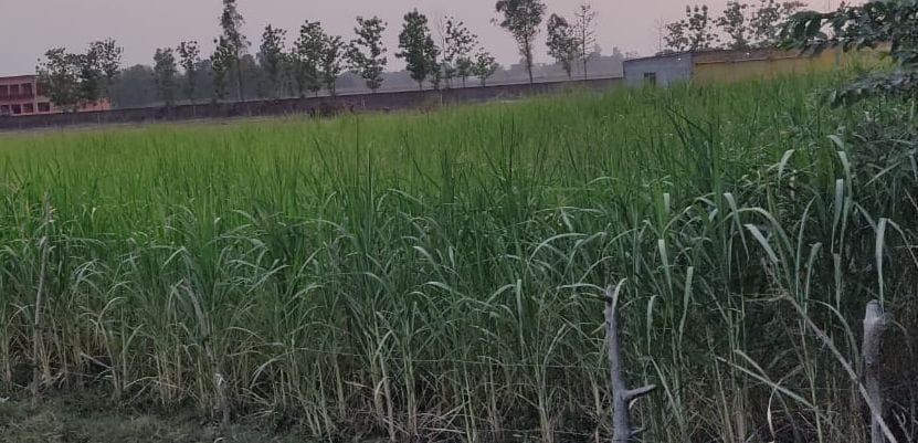 area down down sugarcane field