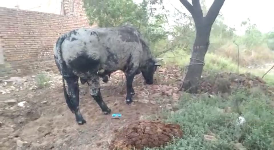 Bull hit four people, injured elderly man died