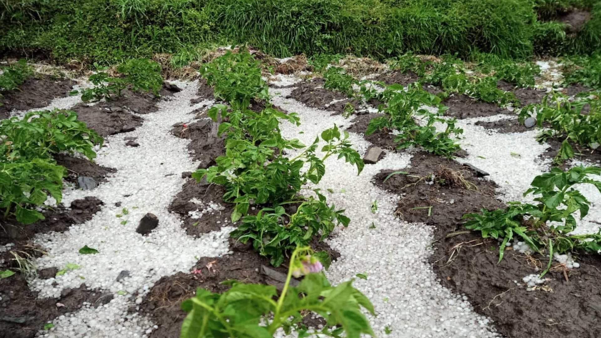Himachal Weather Update: pre monsoon rainfall recorded in state, Cloudburst in Kullu, damage to crops due to hail