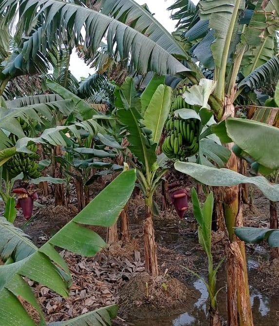 banana farming in khuniyav and siddhrathnagar