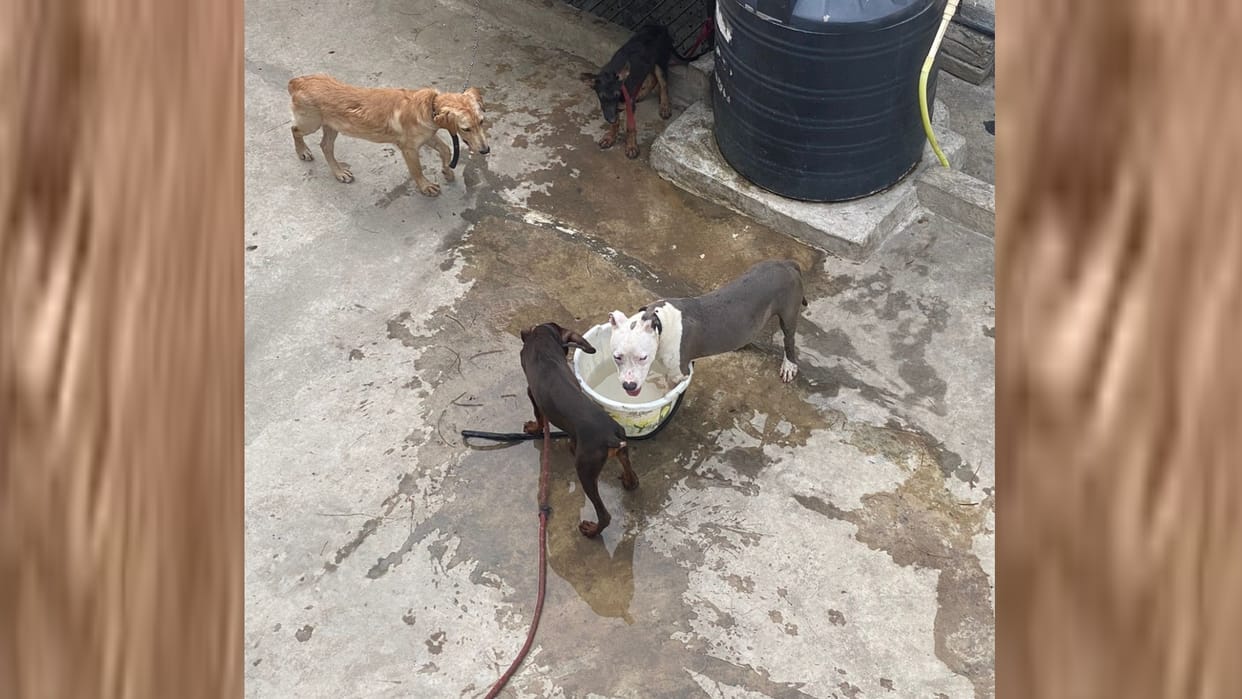 Dogs were free on the roof withput food and water video went viral.
