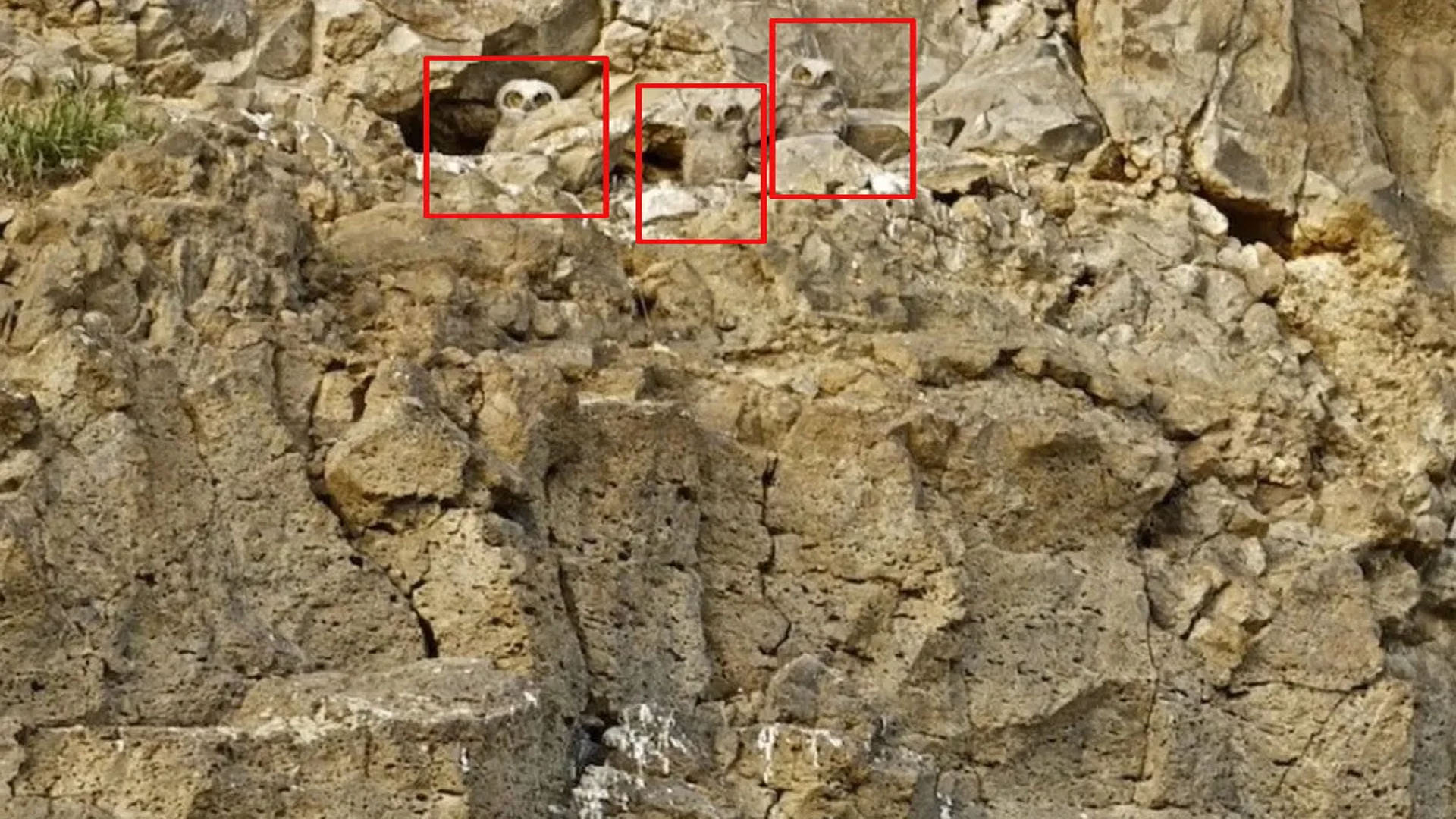 optical illusion three owls are hidden in dry rocks one percent people find them