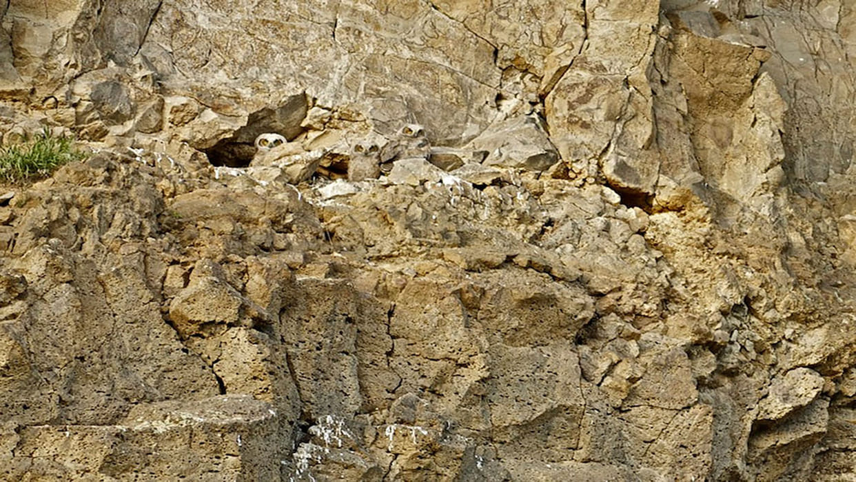 optical illusion three owls are hidden in dry rocks one percent people find them