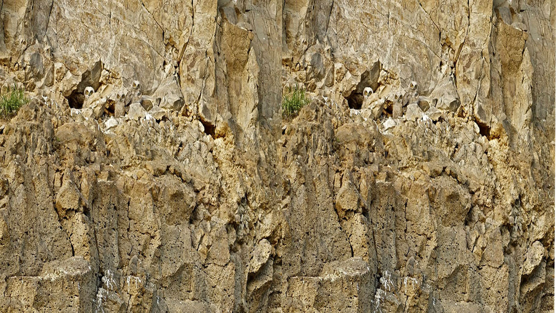 optical illusion three owls are hidden in dry rocks one percent people find them