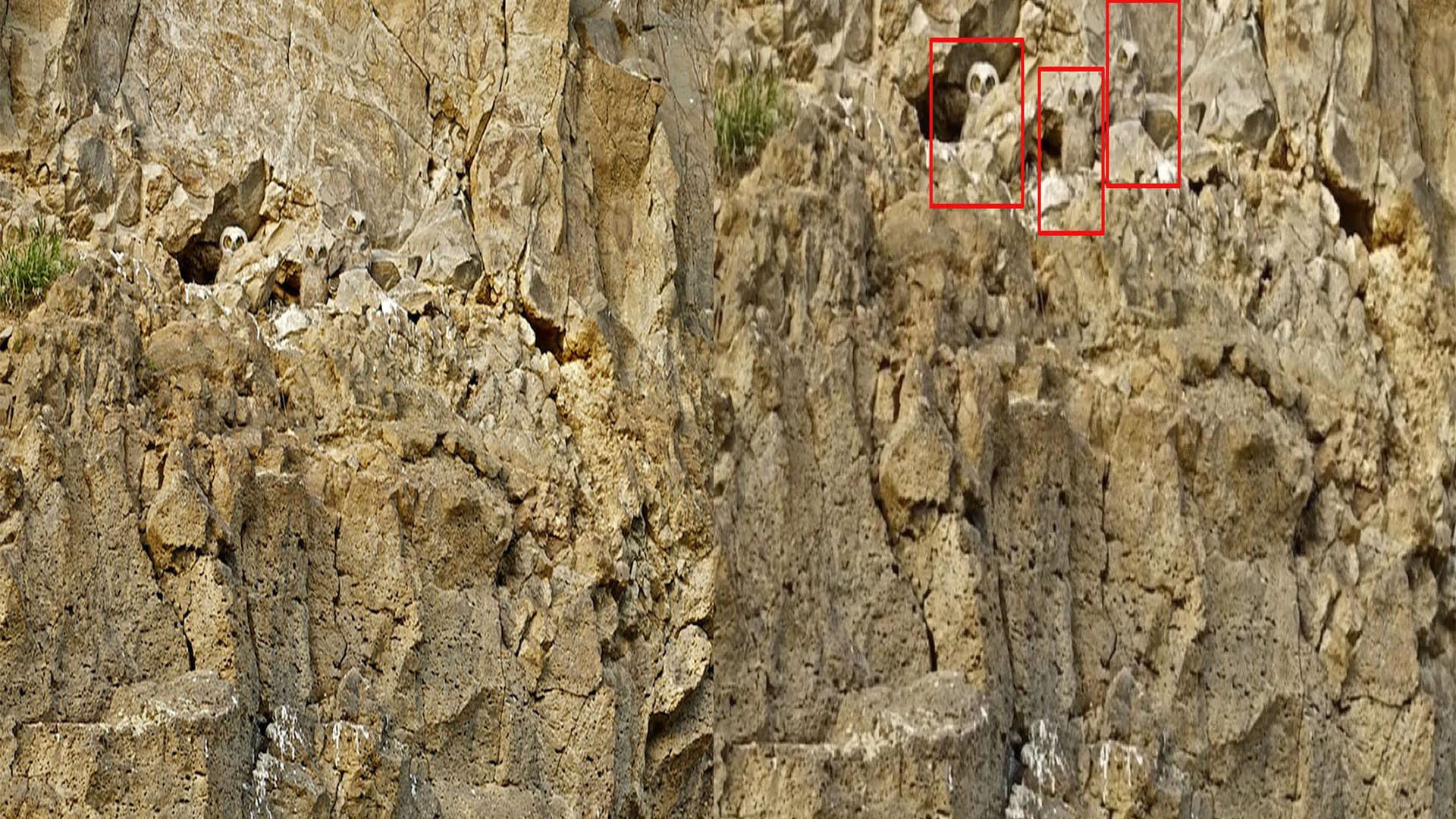 optical illusion three owls are hidden in dry rocks one percent people find them