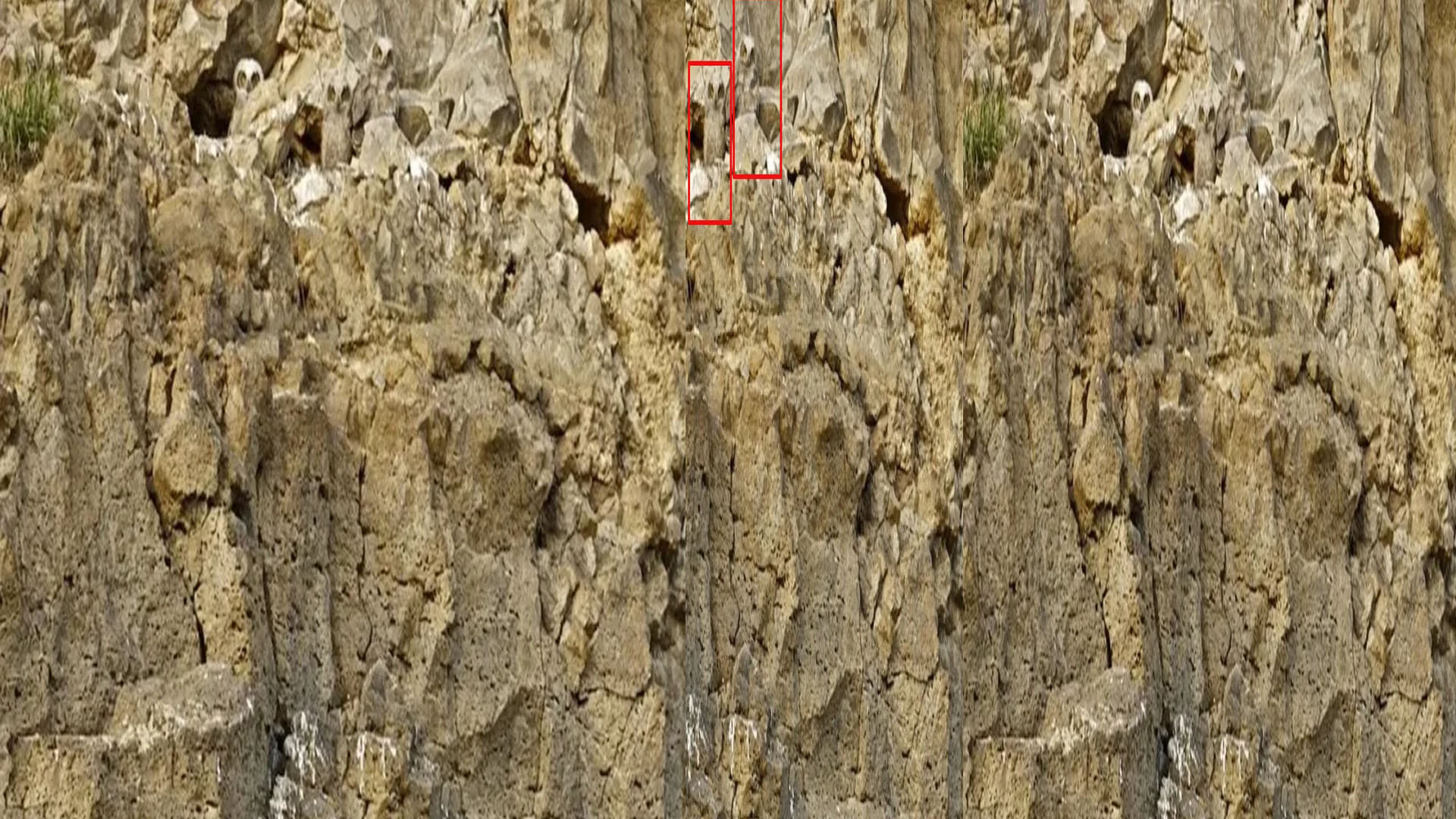 optical illusion three owls are hidden in dry rocks one percent people find them