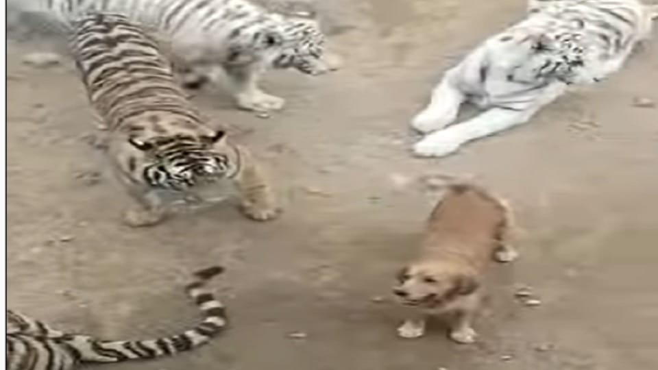 A dog roaming around several tigers video went viral