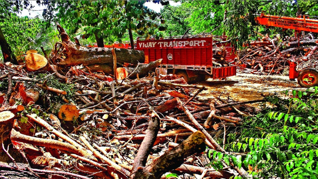 Trees turned into two lakh kilograms of wood in storm and rain revealed in ndmc report
