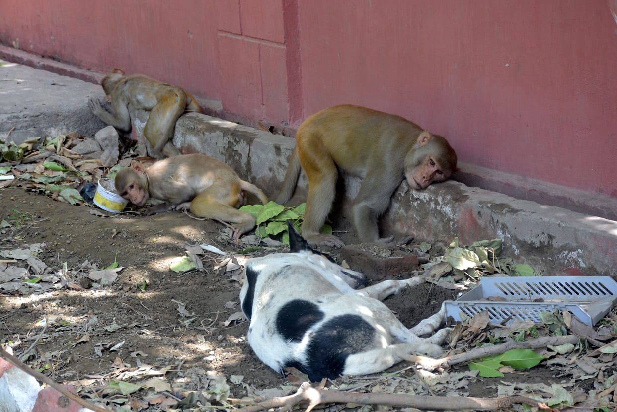 People suffering from heat